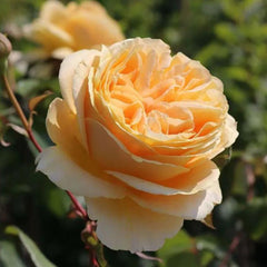 Candle Light Rose – Radiant Garden Elegance