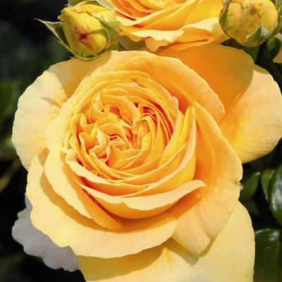 Candle Light Rose – Radiant Garden Elegance