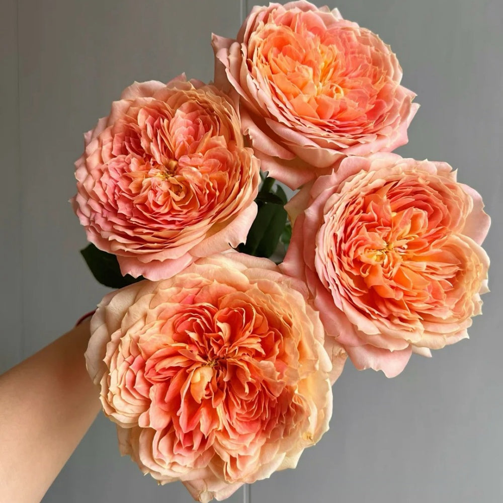 Anyiqur Roses Candy Antique Rose Plant|奶糖古董 – Rose_Explosion