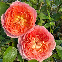 Candy Antique Rose Plant