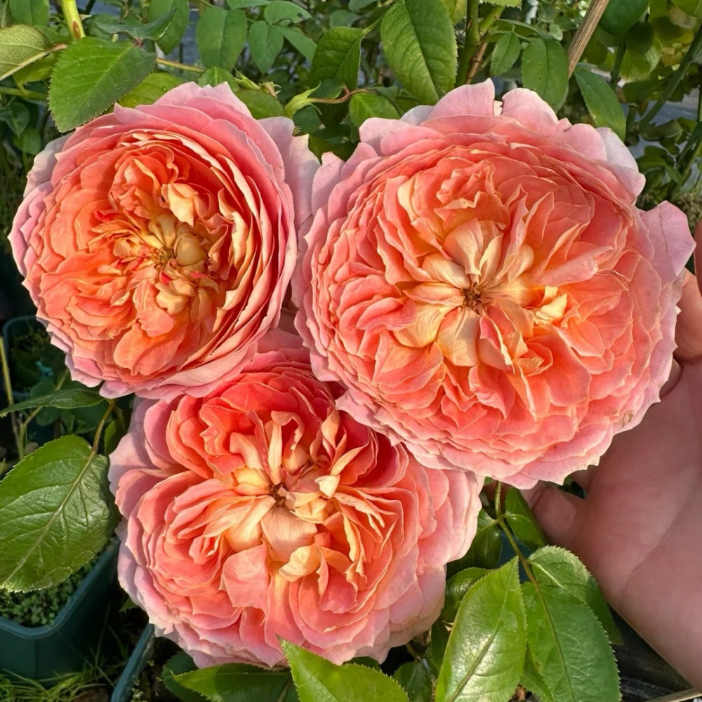 Anyiqur Roses Candy Antique Rose Plant|奶糖古董 – Rose_Explosion