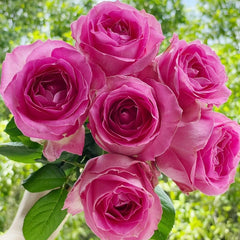 Candy Avalanche Rose Plant