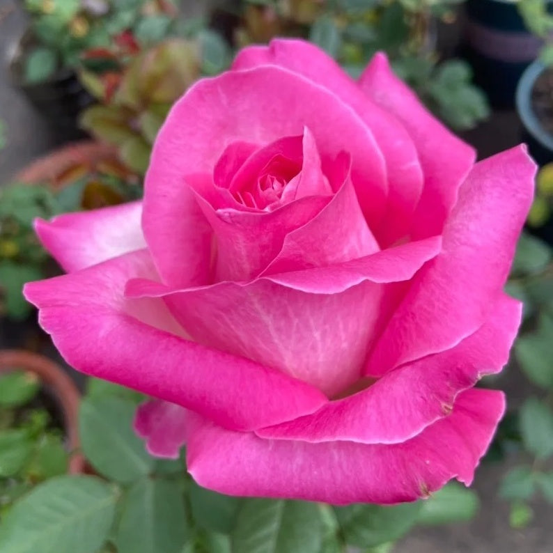 Live Rse Candy Avalanche Rose Plant|糖果雪山 – Rose_Explosion