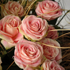 Candy Horizon Rose Plant