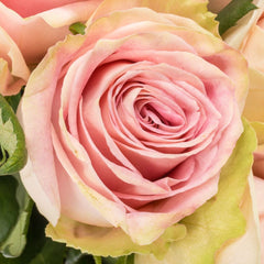 Candy Horizon Rose Plant