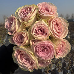 Candy Horizon Rose Plant