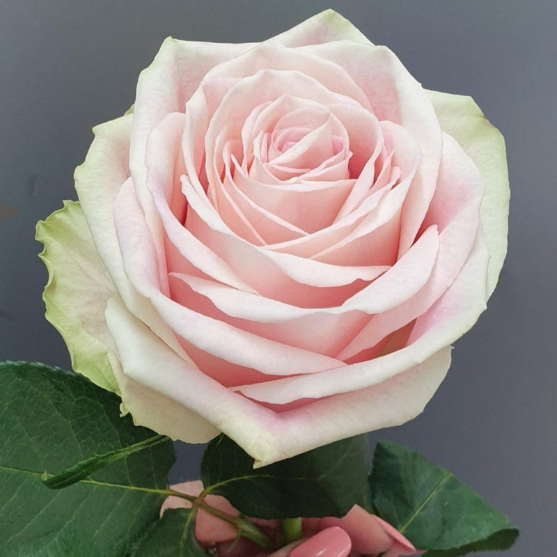 Candy Horizon Rose Plant