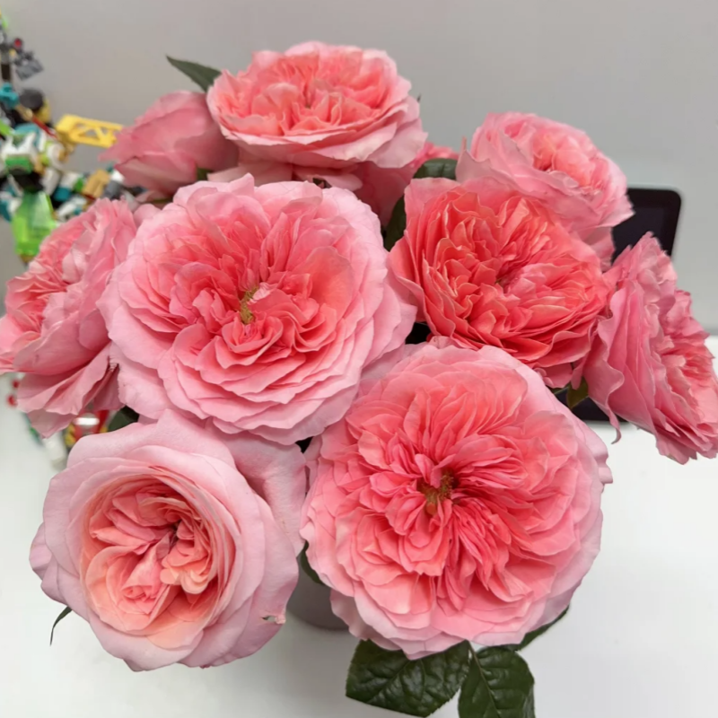 Candy X-Pression Rose Plant |糖果印象 – Rose_Explosion Candy X-Pression Rose Plant |糖果印象 – Rose_Explosion