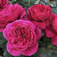 Cantina Rose – Captivating Garden Elegance