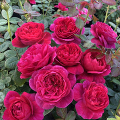 Cantina Rose – Captivating Garden Elegance