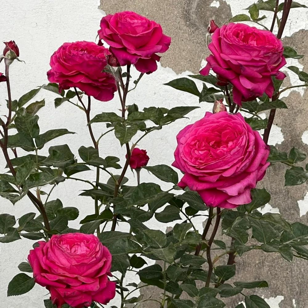 Elegant Capability Rose Plant for a Stunning Rose Garden – Rose_Explosion