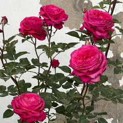 Elegant Capability Rose Plant for a Stunning Rose Garden