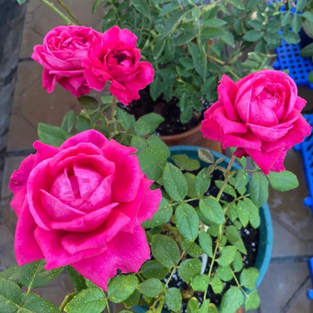 Enhanced Roses Elegant Capability Rose Plant for a Stunning Rose Garden – Rose_Explosion