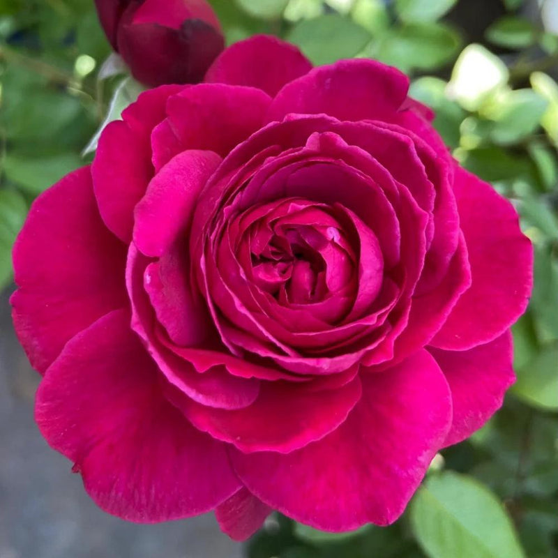 Elegant Capability Rose Plant for a Stunning Rose Garden