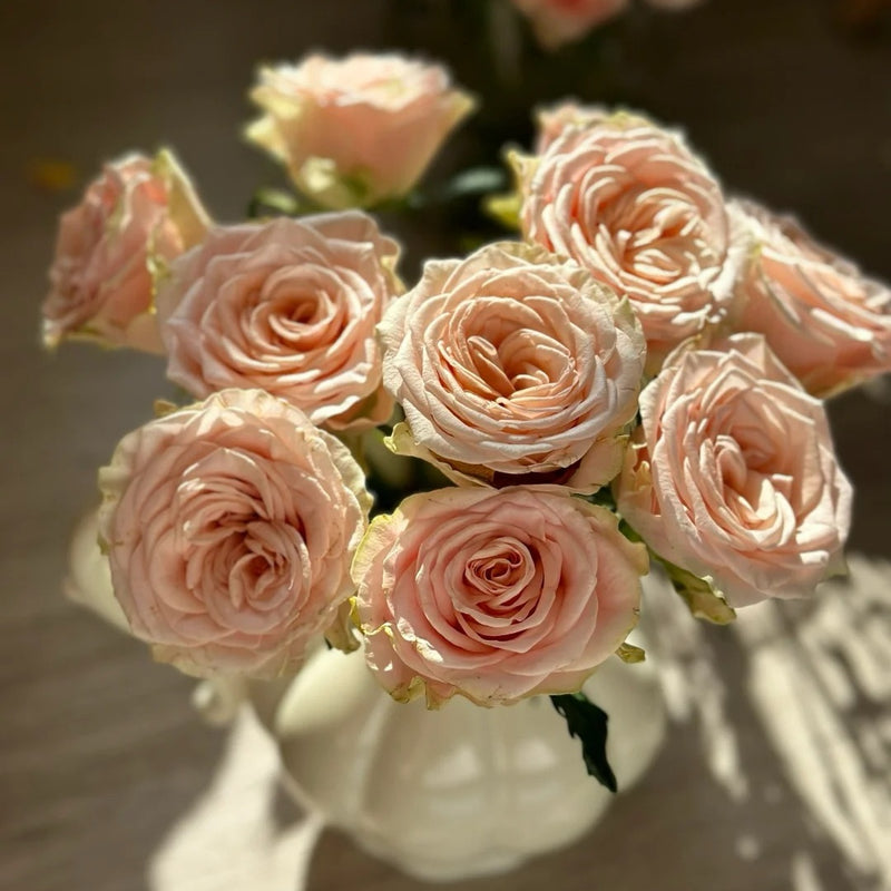 Capodimonte Rose Plant|卡波迪蒙特