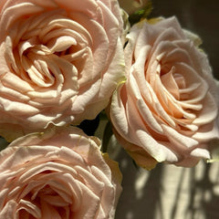 Capodimonte Rose Plant|卡波迪蒙特