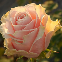 Capodimonte Rose Plant|卡波迪蒙特