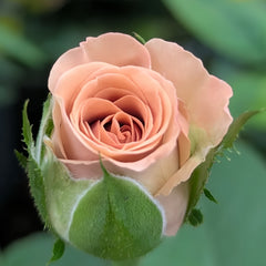 Close-up of a pink rose bud with a blurred green background