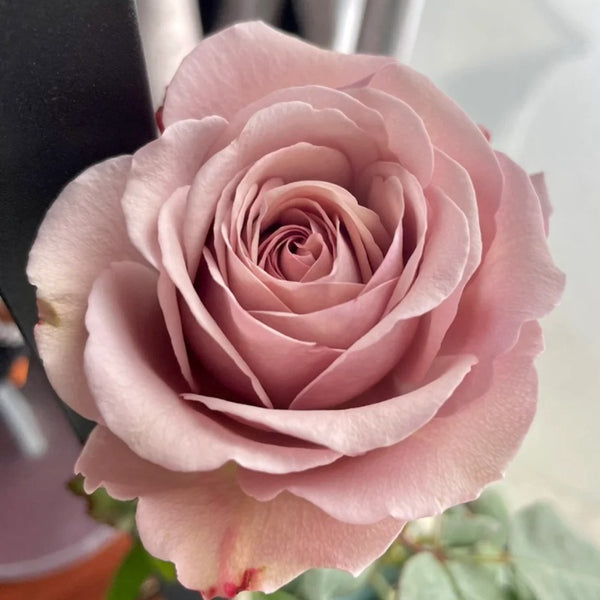 Cappuccino Rose Plant|卡布奇诺 – Rose_Explosion