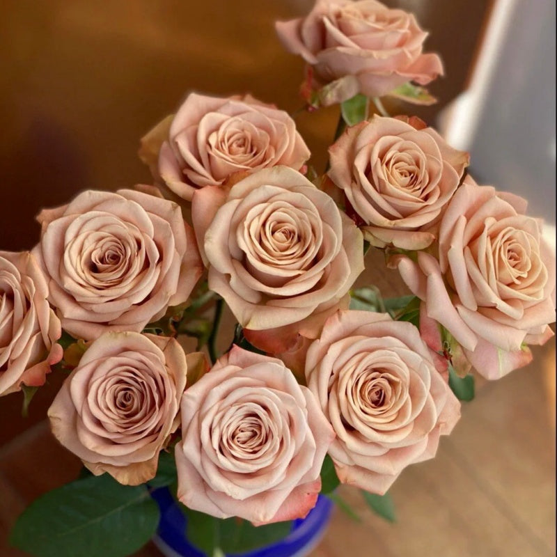 Cappuccino Rose Plant|卡布奇诺 – Rose_Explosion