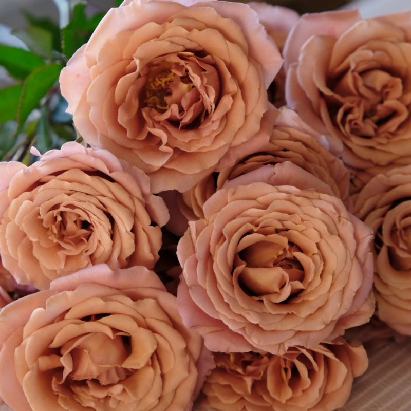 Cappuccino Rose Plant|卡布奇诺 – Rose_Explosion