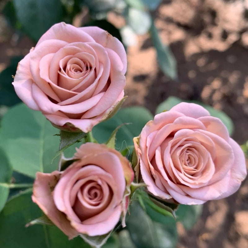 Cappuccino Rose Plant|卡布奇诺 – Rose_Explosion