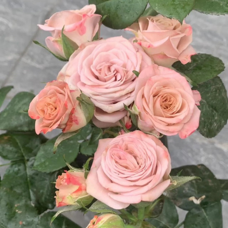 Cappuccino Rose Plant|卡布奇诺 – Rose_Explosion