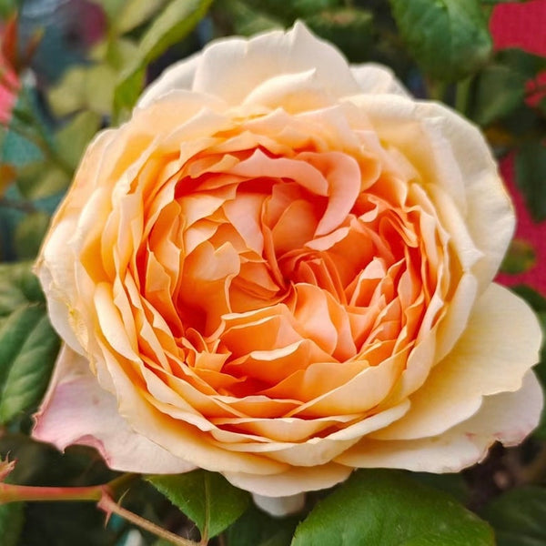 Capri Rose Plant | 卡普里 – Rose_Explosion