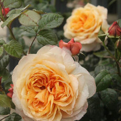 Capri Rose Plant 