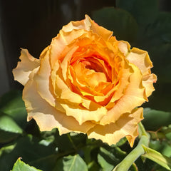 CaralunaRosePlant
