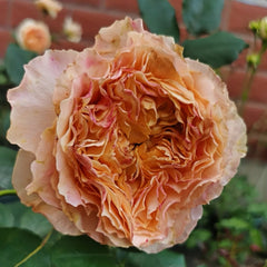 CaralunaRosePlant