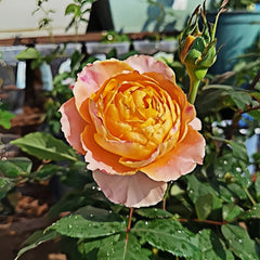 CaralunaRosePlant