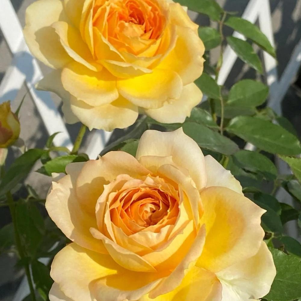 Freelander Rose Caramel Antike Freelander Rose Plant: Classic Elegance in Every Bloom ...