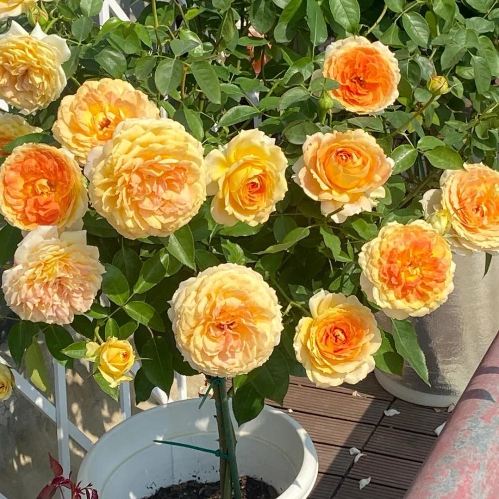 Freelander Rose Caramel Antike Freelander Rose Plant: Classic Elegance in Every Bloom ...