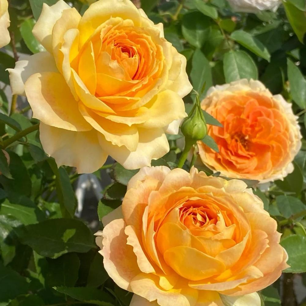 Freelander Rose Caramel Antike Freelander Rose Plant: Classic Elegance in Every Bloom ...