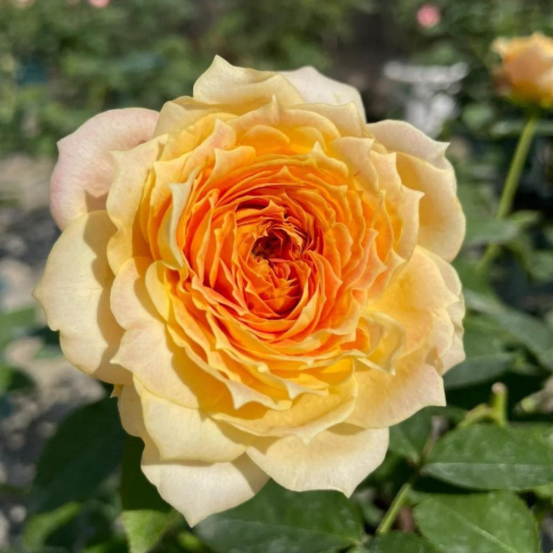 Caramel Antike Freelander Rose Plant: Classic Elegance in Every Bloom