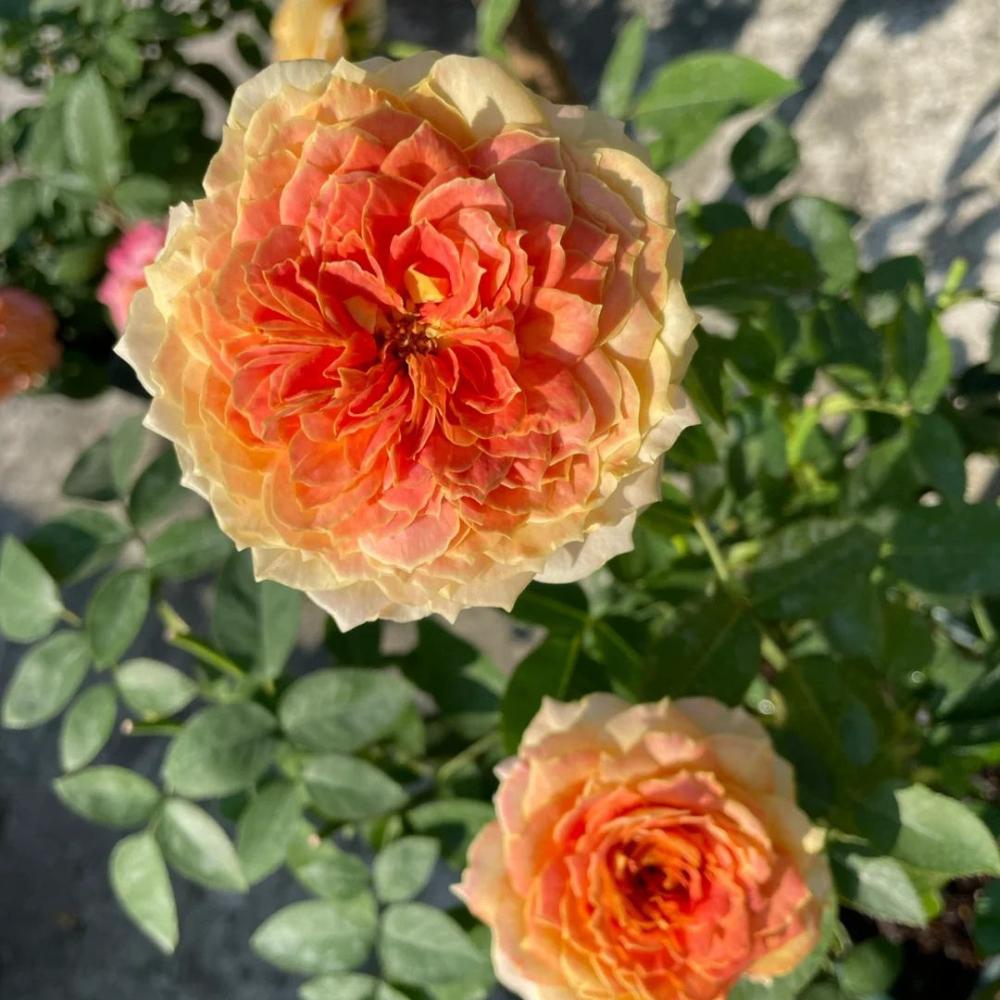Freelander Rose Caramel Antike Freelander Rose Plant: Classic Elegance in Every Bloom ...