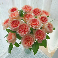 Carding Mil Rose Plant|卡丁米尔(AUSwest)