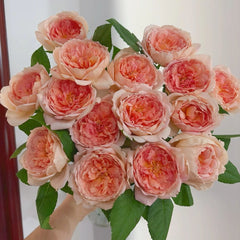 Carding Mil Rose Plant|卡丁米尔(AUSwest)