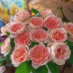 Carding Mil Rose Plant|卡丁米尔(AUSwest)
