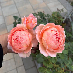 Carding Mil Rose Plant|卡丁米尔(AUSwest)