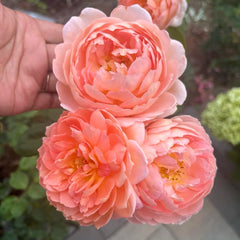 Carding Mil Rose Plant|卡丁米尔(AUSwest)