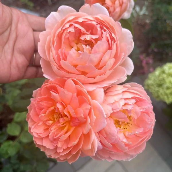 Carding Mil Rose Plant|卡丁米尔(AUSwest)