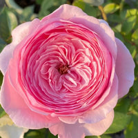 Carey Rose Plant | 凯丽玫瑰