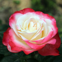 Carmagnole Rose Plant