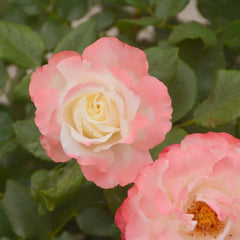 Carmagnole Rose Plant