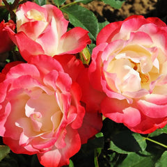 Carmagnole Rose Plant