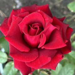 Carola Rose Plant