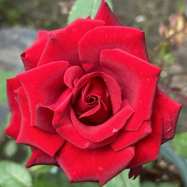 Carola Rose Plant