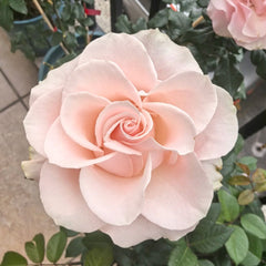 CashmereRose